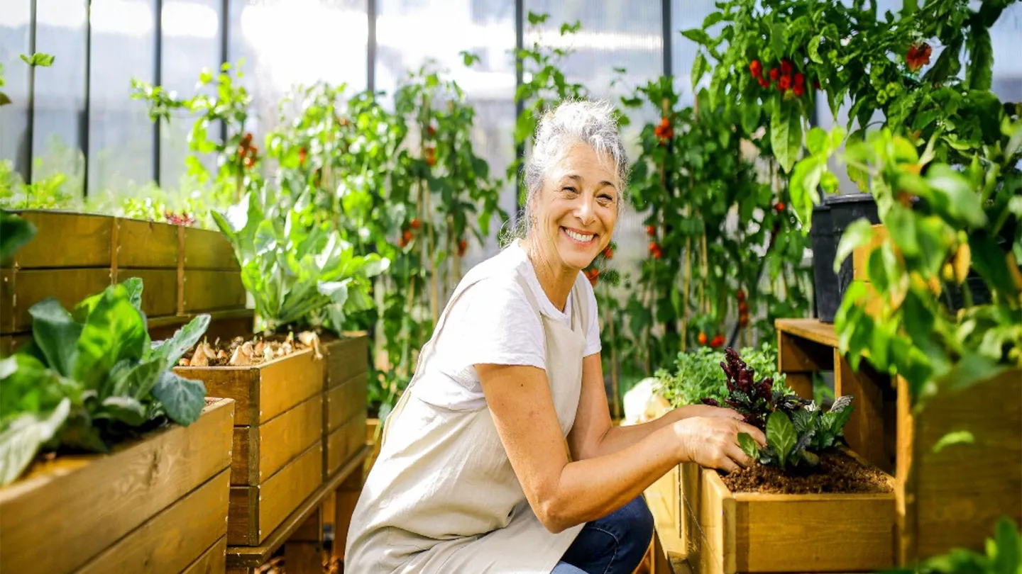 Femme âgée désherbant des plantes dans une serre